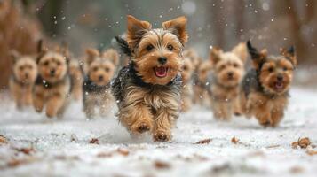 ai generato molti yorkshire cuccioli giocando nel il neve foto