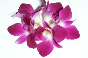 bellissimo viola phalaenopsis orchidea fiori, isolato su bianca sfondo foto