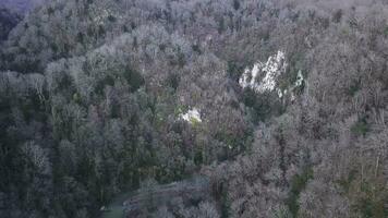 buio foresta con nero alberi. clip. superiore Visualizza di il cupo grigio foresta. buio foresta con grigio fiori spaventoso coscienza foto