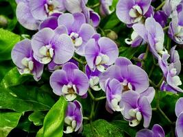 blu orchidea. brunch di orchidea con il blu fiori con viola vieni, bellissimo terme composizione con blu orchidea foto