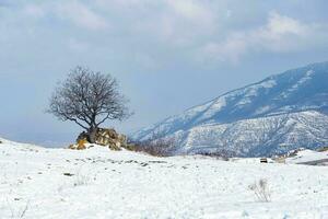 solitario albero nel un' nevoso campo nel soleggiato giorno inverno stagione. Caucaso montain gamma è sfondo. foto