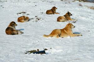 gruppo di cani su il neve nel inverno stagione. foto