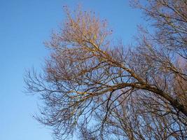 la luce del sole splende su un ramo di un albero spoglio foto