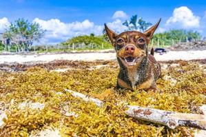 cane chihuahua messicano giocoso sulla spiaggia playa del carmen messico.