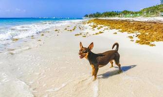 chihuahua messicano cane sulla spiaggia playa del carmen messico. foto