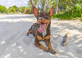 chihuahua messicano cane sulla spiaggia playa del carmen messico. foto