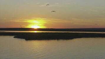 un' gregge di uccelli su il sfondo di colorato cielo. tramonto su il fiume. isola di gabbiani. uccelli volare a tramonto, aereo foto