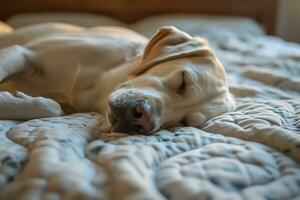 ai generato labrador cane da riporto addormentato su il materasso foto