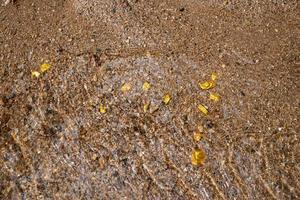 minerale di pepita d'oro puro trovato nella miniera con fonti naturali sottomarine foto