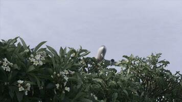 aereo volante al di sopra di tropicale alberi con rosa fiori, attività commerciale estate vacanza e viaggio avventura concetto. sparo. aereo volante al di sopra di sorprendente cespugli con rosa fiori. foto