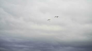 volante gabbiano uccelli nel davanti di un' blu grigio cielo con nuvole. scorta. bellissimo gabbiani Soaring tra pesante, grigio nuvole. foto
