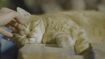 uomo colpi rosso gatto su strada. azione. carino strada gatto gode essere accarezzato di umano e godendo soleggiato giorno. rosso gatto dire bugie e godendo soleggiato tempo metereologico su strada foto