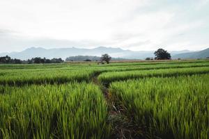 le piante di riso nei campi, risaia