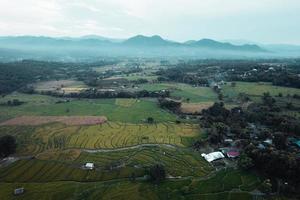 risaie verdi e agricoltura vista dall'alto foto