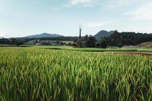 le piante di riso nei campi, risaia
