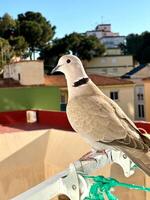 tortora uccello ritratto avvicinamento. tortora, tortora dal collare , streptopelia decaotto, piccione. foto