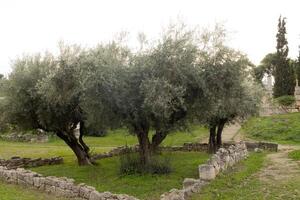 il molti selvaggio oliva alberi quello crescere nel il romano agorà e attraverso il città di Atene foto