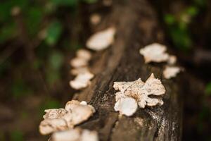 funghi quello crescere su logs nel ricco foreste. foto