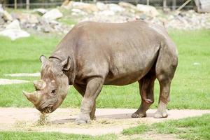 dubbo, australia, 4 gennaio 2017 - rinoceronte nero dallo zoo delle pianure occidentali di taronga a dubbo. questo zoo cittadino è stato aperto nel 1916 e ora ha più di 4000 animali foto