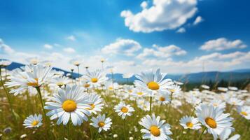 ai generato fioritura prato di camomilla e fiori selvatici, blu cielo su un' soleggiato primavera giorno, sfocato sfondo foto