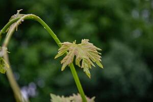 giovane spara di un' vite nel un' giardino con un' foglia nel il primavera. superficiale profondità di campo. viticoltura foto