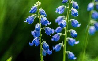 ai generato Aconitum fiore HD foto con sfondo