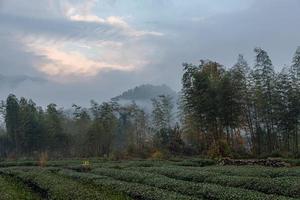 tè montagna e foresta nella nebbia mattutina