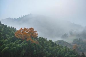 tè montagna e foresta nella nebbia mattutina