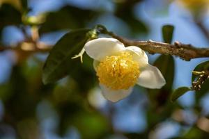 sotto il sole, i fiori del tè con petali bianchi e nuclei di fiori gialli sono nella foresta del tè selvatico foto