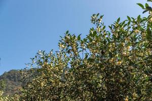 gli alberi del tè nel giardino del tè sono in piena fioritura foto