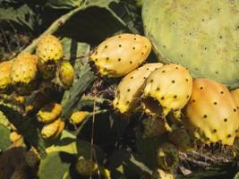 rami di cactus sabra, opuntia ficus indica foto