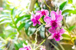 viola orchidea nel giardino e verde foglia foto