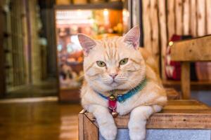 grande Marrone gatto seduta su il legna tavolo nel il caffè negozio e sfocatura sfondo foto