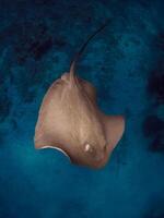 Stingray subacqueo nel francese polinesia o Maldive. puntura raggio nuotare nel blu oceano foto