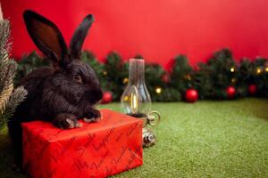 nero coniglio simbolo 2023 Cinese calendario, nuovo anno saluto, Natale carta, copia spazio per testo, rosso sfondo. bellissimo lepre su striscione, decorato Natale albero. Magia. foto