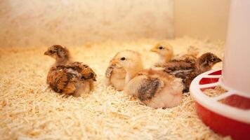 piccolo pulcini nel di legno pollo cooperativa, copia spazio, al chiuso. bellissimo neonato uccelli. menzogna. foto