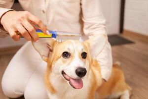 donna pettini cane, piacevole massaggio, muta, pettinatura cappotto di corgi, assunzione cura di animali domestici, amore. toelettatura. foto