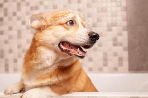 corgi lavaggi nel bagno, divertente cappello su orecchie, acqua procedure, assunzione cura di animale domestico, contento cane. ritratto. foto