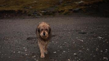 vagante solitario cane nel montagne, Affamato, In cerca di salvezza. vuoto spazio per testo, concetto di animale protezione, fare non abbandono animali domestici foto