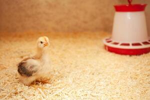 piccolo pollo nel pollo cooperativa, segatura rifiuti, uccello allevamento, concetto di ecologico. ritratto. foto