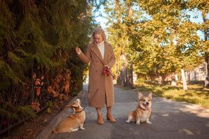 bellissimo donna passeggiate con Due corgi cani nel parco nel autunno. felice, sorridente, ritratto. esegue sedersi comando. foto