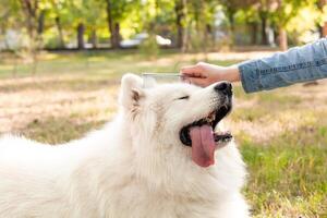 amore, amicizia, cura per animali. foto