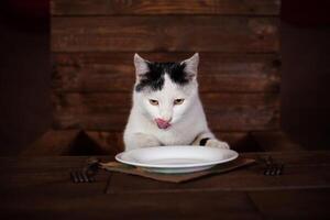 il gatto mangia salsiccia, si siede su un' di legno sedia a il tavolo. Moldavia, piegare, luglio 5, 2020, bender fortezza, figli di piatto foto