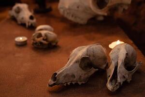 foto zona nel il studio per Halloween. drammatico intimidatorio, scenario per tutti santi giorno celebrazioni. ottobre 31, foto studio. teschi di animali su un vecchio valigia.