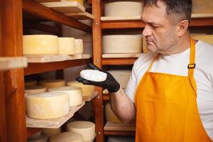 ritratto di casaro nel cantina, seminterrato. casa formaggio produzione, attività commerciale, imprenditore. al chiuso, di legno scaffali. controlli qualità di formaggio con muffa, studi, valuta. foto