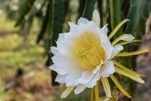 un fiore pitaya con petali bianchi e stami gialli in piena fioritura foto