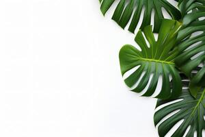 ai generato foto verde tropicale palma le foglie Monstera su bianca sfondo generativo ai