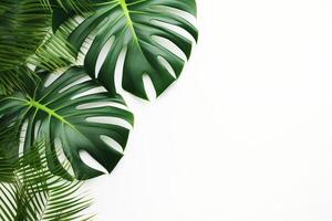 ai generato foto verde tropicale palma le foglie Monstera su bianca sfondo generativo ai