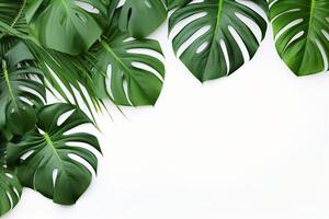 ai generato foto verde tropicale palma le foglie Monstera su bianca sfondo generativo ai