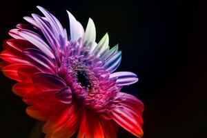 bellissimo arcobaleno gerbera fiore, transvaale margherita foto